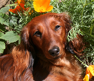 Puppy and Poppies