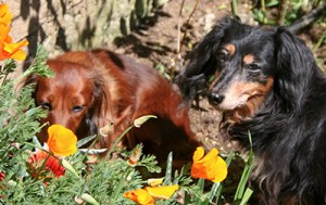 Sequel and Vector among the poppies