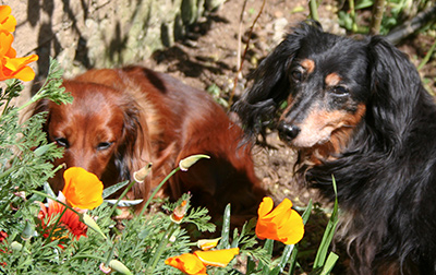 Sequel and Vector among the poppies