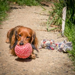 Apex with her Ball